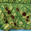 Alternaria alternata