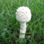 Amanita thiersii Skay4041