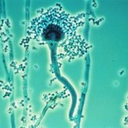 Aspergillus fumigatus A1163