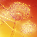 Aspergillus terreus NIH2624