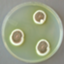 Aspergillus ustus str. 3.3904