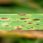 Bipolaris sorokiniana ND90Pr