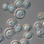Blastomyces dermatitidis ATCC 18188