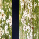 Blumeria graminis f. sp. hordei