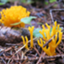 Calocera viscosa TUFC12733