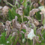 Cercospora beticola