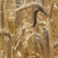 Claviceps purpurea 20.1
