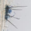 Colletotrichum graminicola