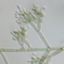 Fonsecaea pedrosoi CBS 271.37