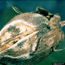 Fusarium fujikuroi