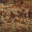 Macrophomina phaseolina MS6