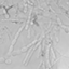 Moniliophthora roreri MCA 2997