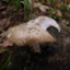 Neolentinus lepideus HHB14362 ss-1