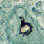 Paracoccidioides brasiliensis Pb03