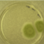 Penicillium expansum str. CMP-1