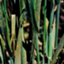 Puccinia coronata var. avenae f. sp. avenae