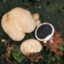 Scleroderma citrinum Foug A