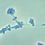 Sporothrix schenckii 1099-18