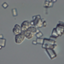 Wallemia ichthyophaga