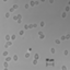 Zygosaccharomyces bailii